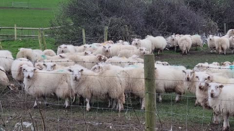 Lots Of Interesting Sheep On A Farm In Great Britain.