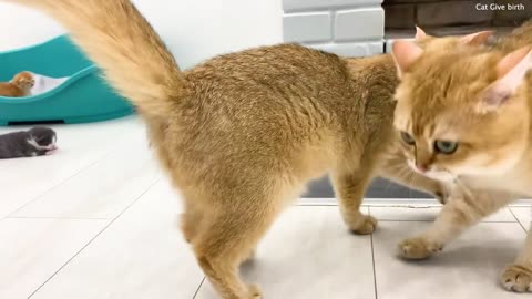 Mom cat wants to teach adopted kitten to walk and calls him to her and dad cat