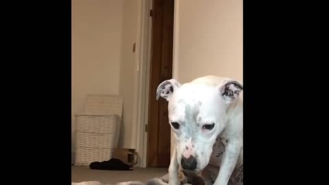 Funny dog, funny pet, funny video, funny animal, viral
