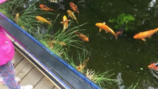 Koi fish in the pond