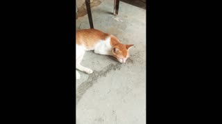 sick,weak and stray male cat is so loving and friendly/stray cats &