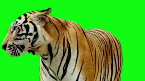 tiger green screen, tiger for chroma key
