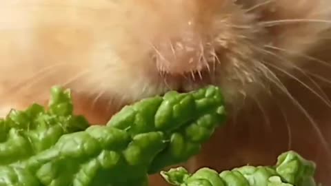 yummy green vegetables very delicious yummy yum yum hamster