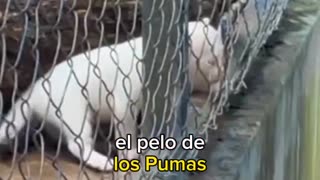 Un extraño ejemplar de Puma Albino nace en Nicaragua