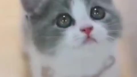 Cute and funny kitty video