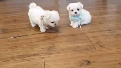 The World's Smallest Maltese videos lovely and cutest puppy video