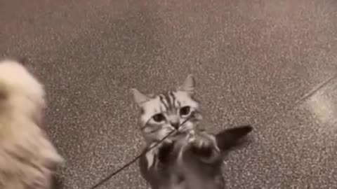 meow animals #meow #animals #cats #dogs #funnyvideo #funnycat