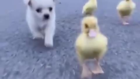 dog love for ducks