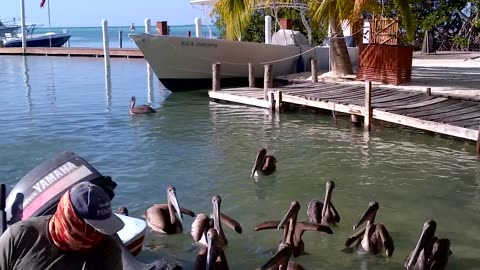Fisherman and Pelicans in Caye Caulker, Belize