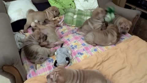 Camada de cachorros de Shar Pei juegan para alegrarte el día