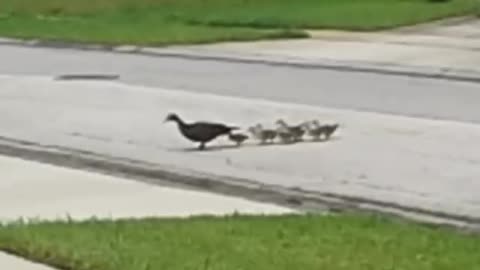 Mom Taking the Kids for A Walk!!!!