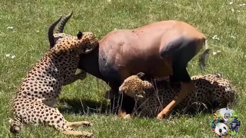 Scary Moments Wild Animals Attack their Prey