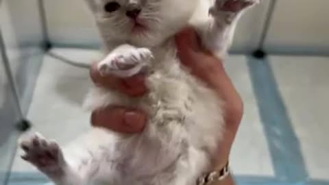 Babies kitten