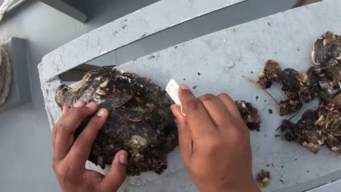 Rescue Sea Turtle Removing Barnacles From a Poor Sea Turtle | animals, Nature, turtles, ocean, ASMR