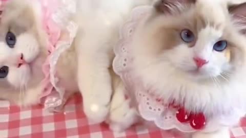 Aww cute cat videos funny Vol5❤️ Cat Cash Compilation chines💚 Tiktok Cat Meow #cat #shorts