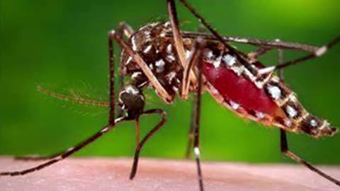 Life Cycle of Aedes aegypti and Ae. albopictus Mosquitoes, spreading Fast