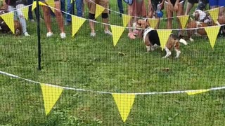 Basset Hound Races