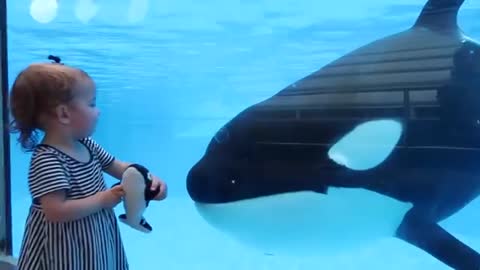 real thing - 'Killer Whale Up-Close Tour' at SeaWorld Orlando_Cut