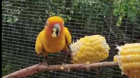 Cute Parrot