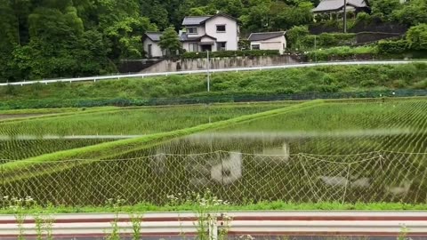 Omochi, the rain frog