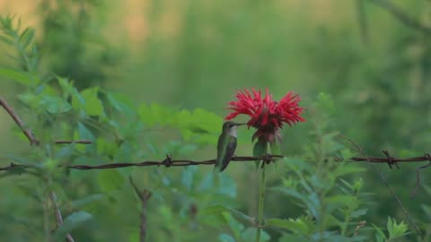 Hummingbird Ruby-Throated Hummingbird Archilochus Colubris