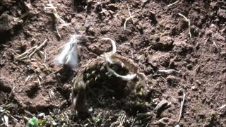 Trapdoor Spider Though The Slit Snatch