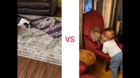 Cats, dogs and babies playing very funny 🤣 movement