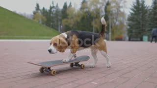 Skateboarding dog