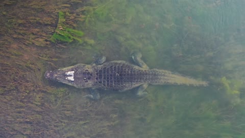 Saltwater Crocodile Slowly Disappears