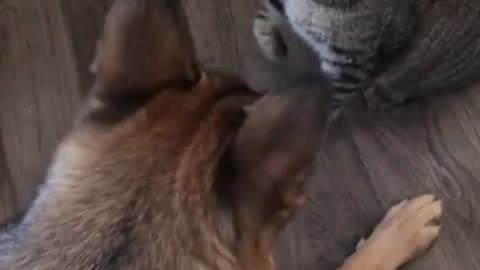 Funny Dog And Cats fights #shorts