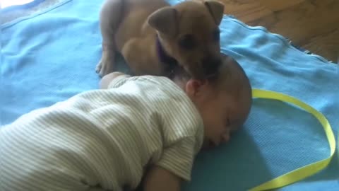 Puppy falling asleep by baby