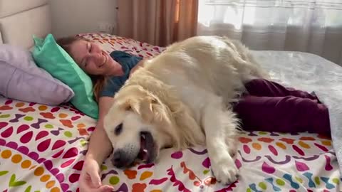 Golden Retriever demands attention from his human Mom