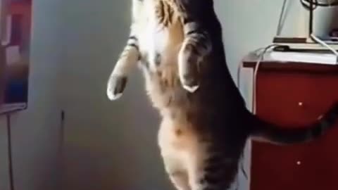 Funniest cats In The World Funny and Fails Pets Video #shorts