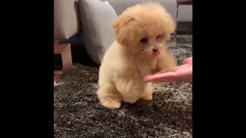 Funny & Cute puppy video 3