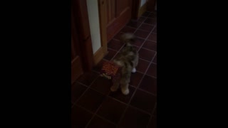 Puppy gets head stuck in tissue box