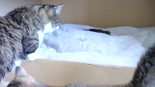 Daddy cat Coco meets baby kittens for the first time