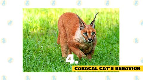 Funny and Cute Caracal Cat