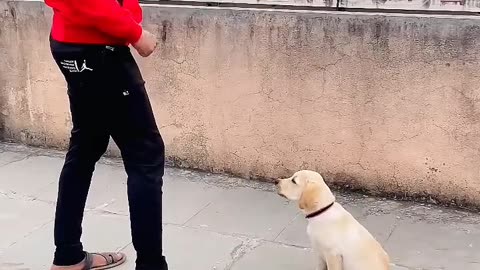 Amazing Dog training 😗