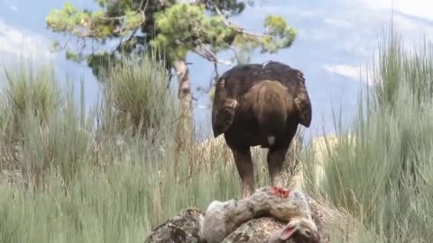 How Eagle Hunting Rabbit Success In The Wild