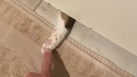 Cat paw under door