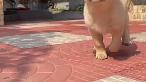 Cute Dog video | viral cute dog