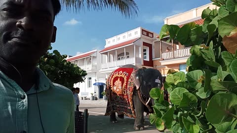 Maakula vainaygar Lakshmi elephant
