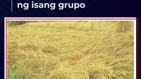 Epekto ng suspensyon sa pamimili ng palay ng NFA, pinangangambahan ng isang grupo