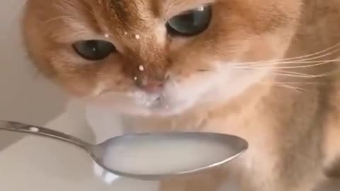 Cat eating in a funny way # 87 Lovely cutest animals | Cute Animals