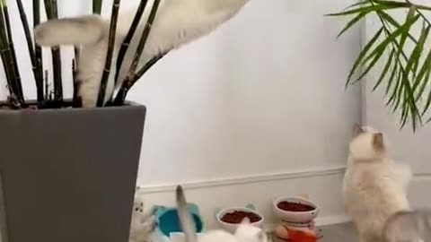 Cat showing some skills 🙌 hip-hop