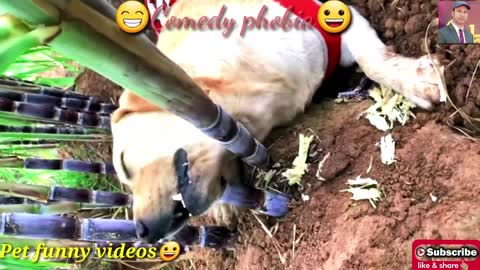 Funneist Pet Videos \Year 2022 \ Try Not To Laugh