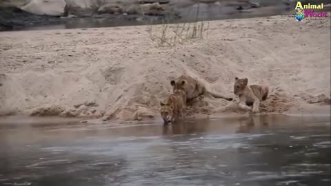 Lion King Fear of Death deer, buffalo, elephant- Attractive mating rescue recorded