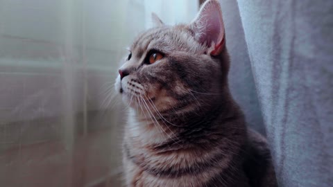 A beautiful and calm cat in an empty space