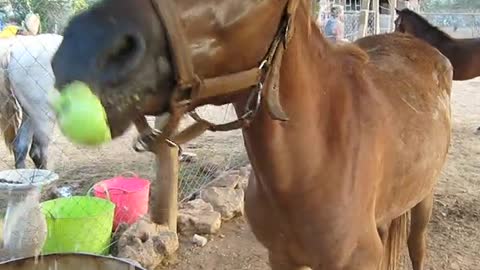Determined pony perfect apple-bobbing technique