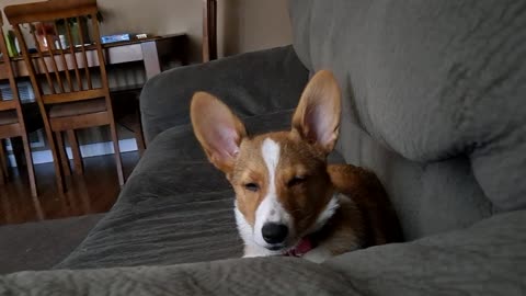Just another corgi day